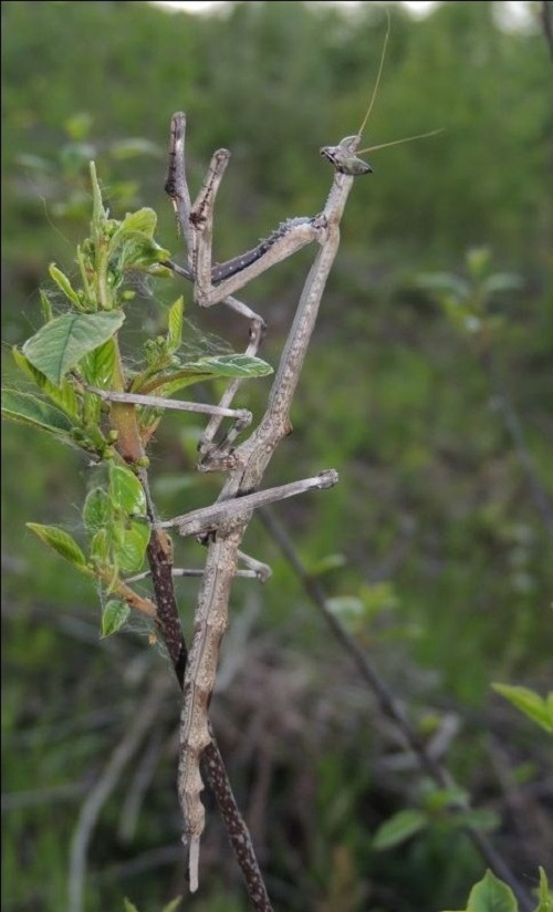 Types of Praying Mantis 15