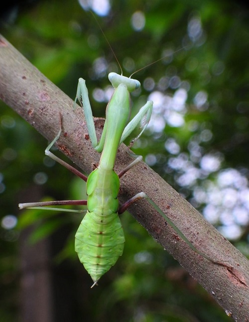 Types of Praying Mantis 7