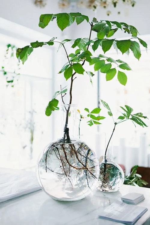 Houseplants in Water Centerpiece 11