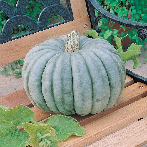 Green Pumpkin Varieties 9