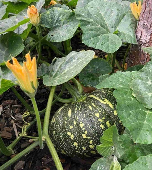 Green Pumpkin Varieties 3