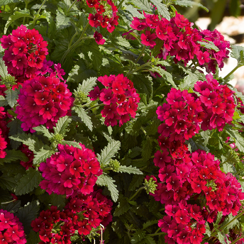 Magenta Flowers 23