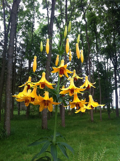 Types of Yellow Lilies 9