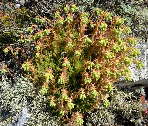 Types of Dudleya 1