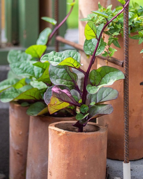 Malabar Spinach Benefits 4