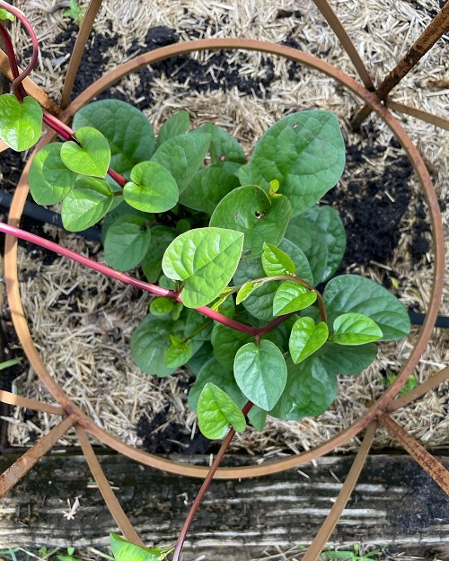 Malabar Spinach Benefits 3