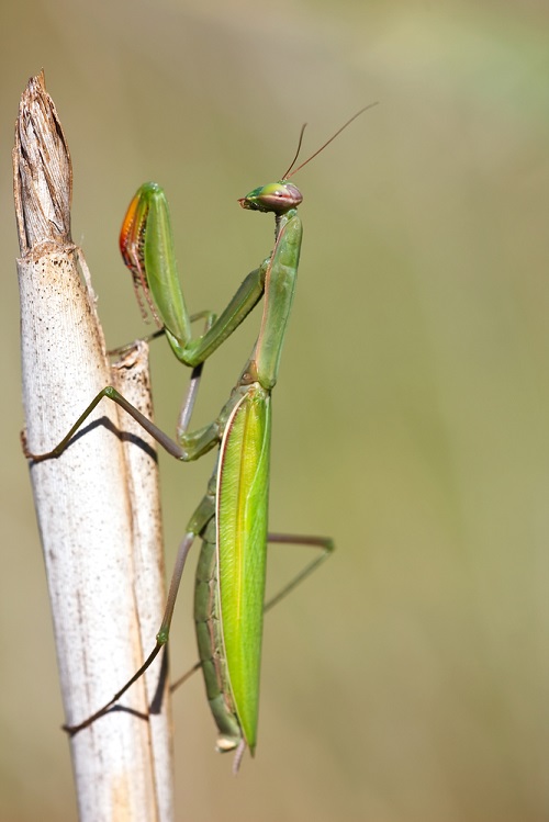 Types of Praying Mantis 1