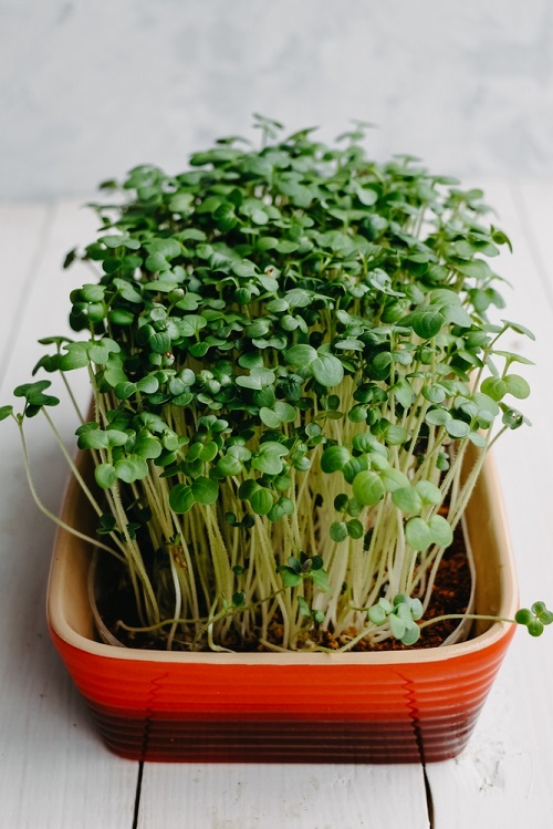 Micro Cilantro 2