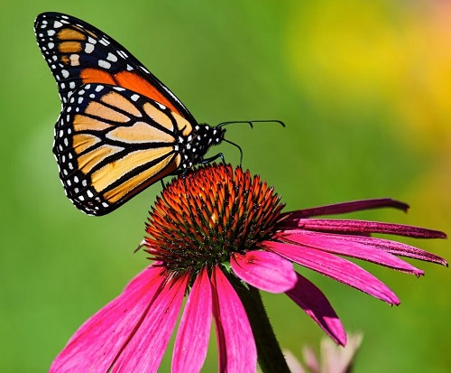 Black and Yellow Butterfly 5