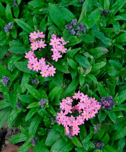 Pink Flowers for Garden 87