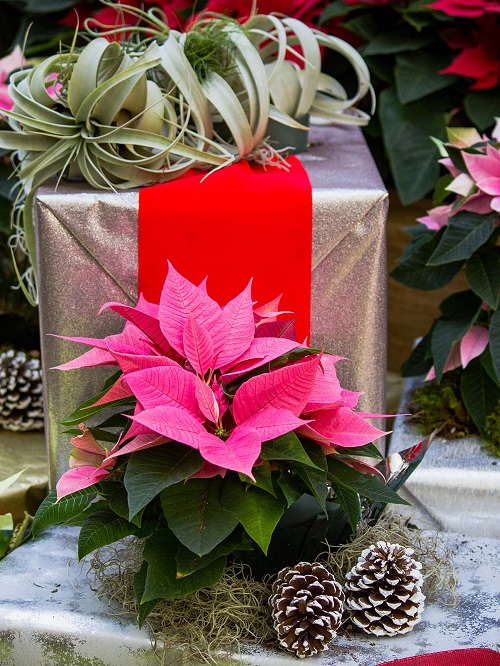 Poinsettia Arrangement Ideas 15