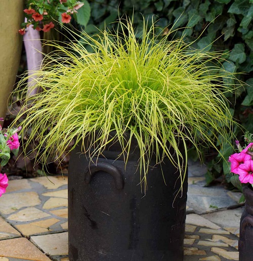 Dwarf Fountain Grass Varieties 1