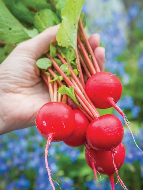 types of radishes 40