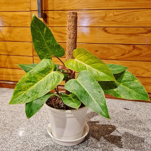 Philodendron Painted Lady 2