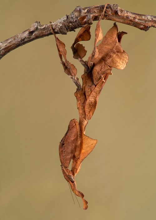 Types of Praying Mantis 5