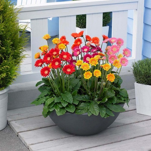 Bigger Flowers in Gerbera 10