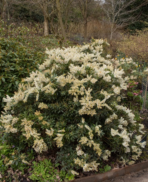 Texas Flowering Shrubs 25