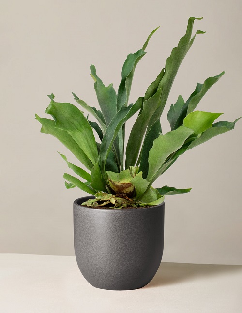 Staghorn Fern Varieties 1