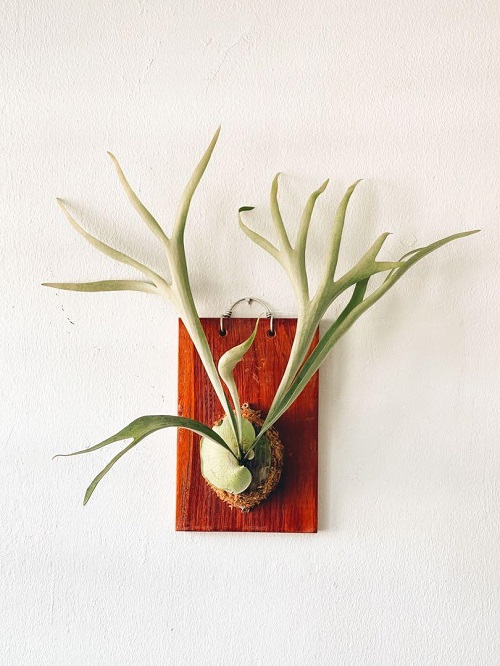 Staghorn Fern Varieties 5