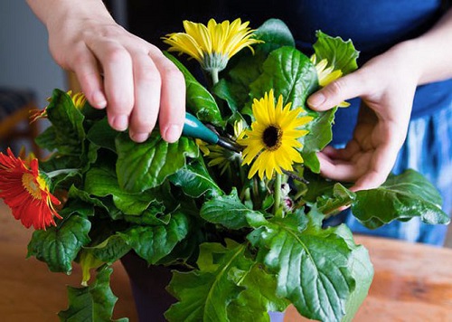 Bigger Flowers in Gerbera 8