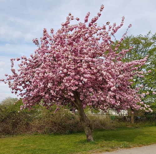 Pink Flowers for Garden 1