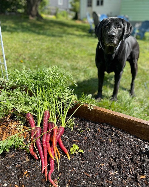 Purple Carrot Varieties 