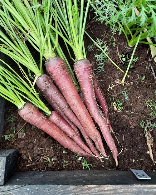 Purple Carrot Varieties 1