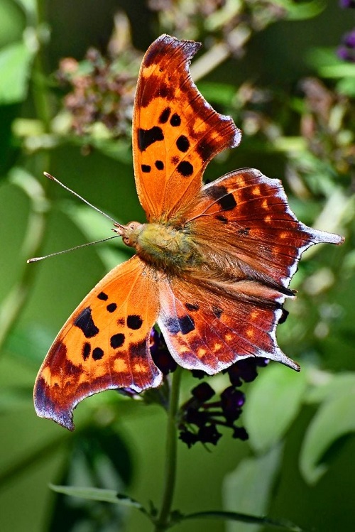 Black and Yellow Butterfly 17