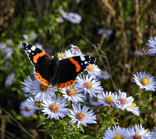 Black and Yellow Butterfly 11