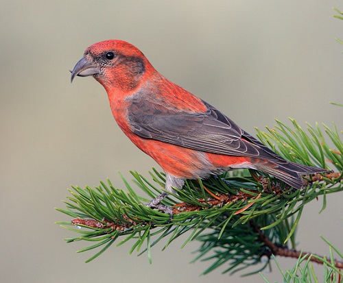 Red Birds of Texas 7