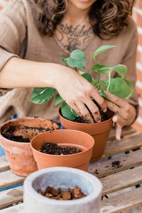 Homemade Potting Mixes for Indoor Plants 1