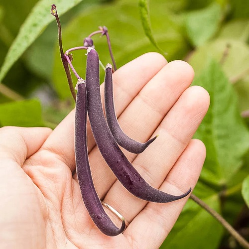 Purple Beans 2