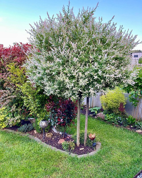 Dappled willow tree 1