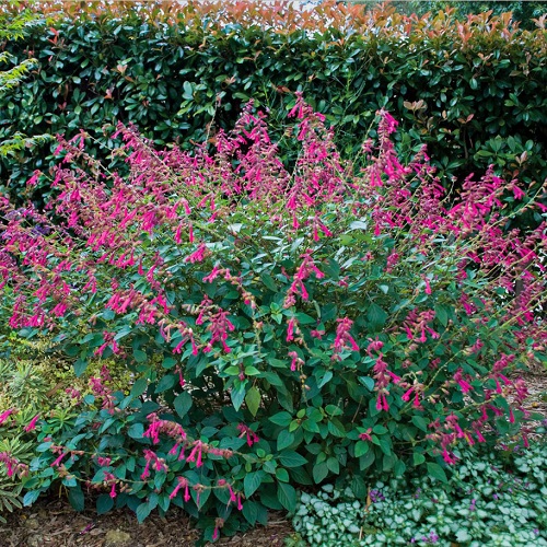 Pink Flowers for Garden 11