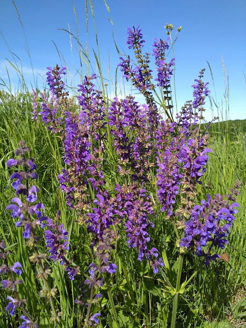 Types of Lilac Flowers 11