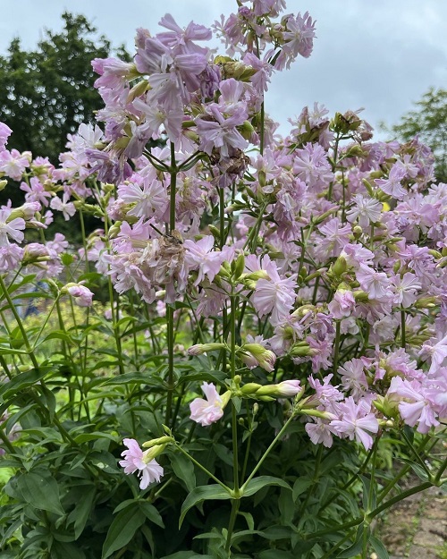 Types of Lilac Flowers 21