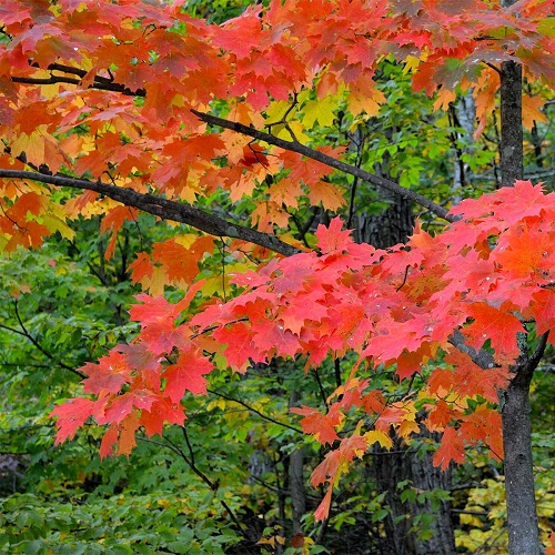 Maple Trees with Unique Leaves and Colors 9