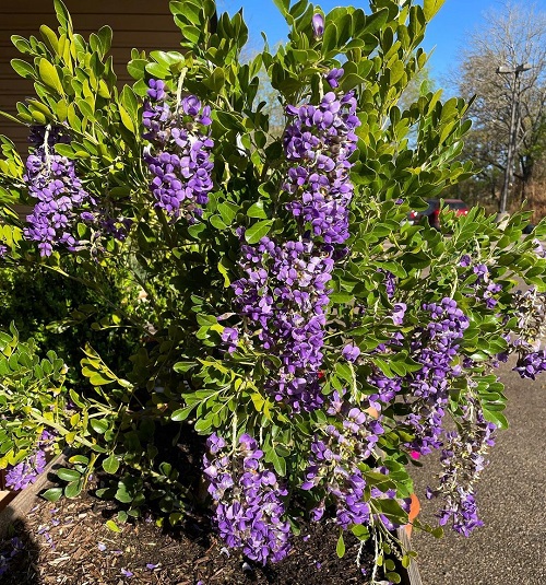 Texas Flowering Shrubs 5