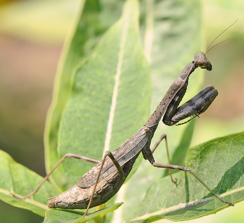 Types of Praying Mantis 3