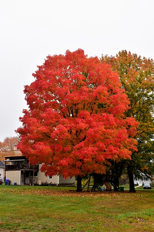 Sugar Maple Tree 2