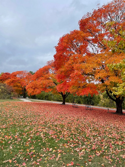 Sugar Maple Tree 1