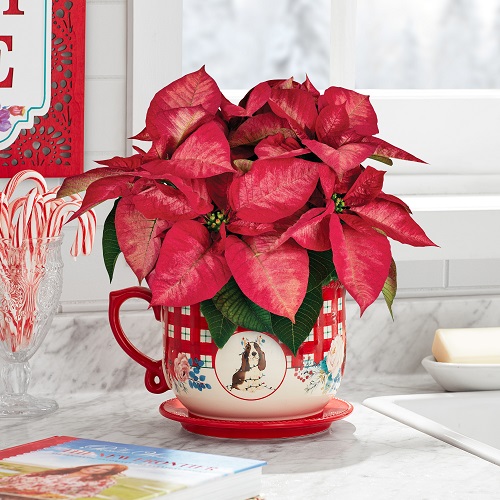 Poinsettia Arrangement Ideas 13