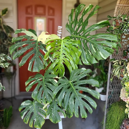 Thai Constellation Monstera 3