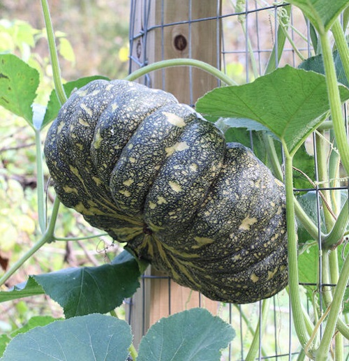 Green Pumpkin Varieties 7