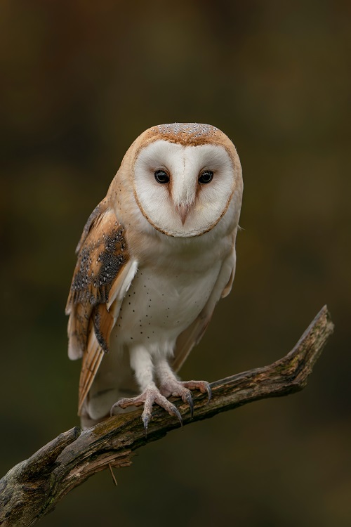 Owls in Maryland 1