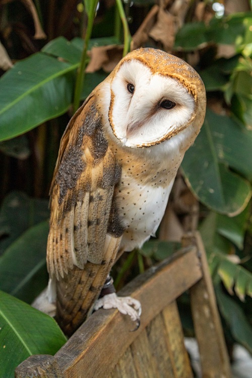 Owls in Maryland 9