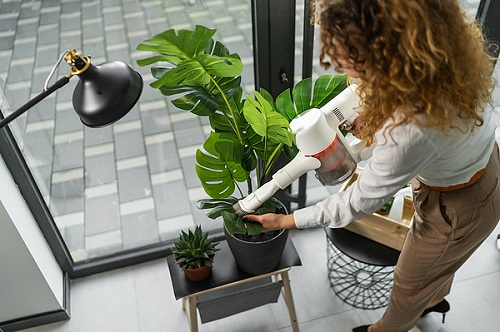 Get Rid of Spider Mites on Indoor Plants 5