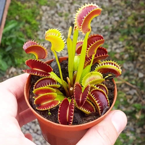 venus flytrap plant with pricky leaves 13