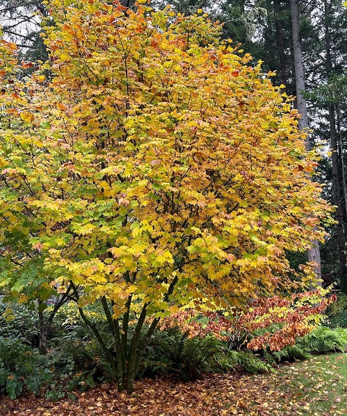 Maple Trees with Unique Leaves and Colors 11