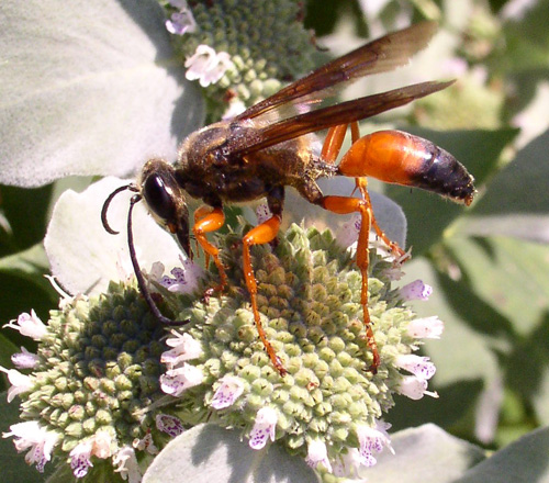 Wasp vs Yellow Jacket 2